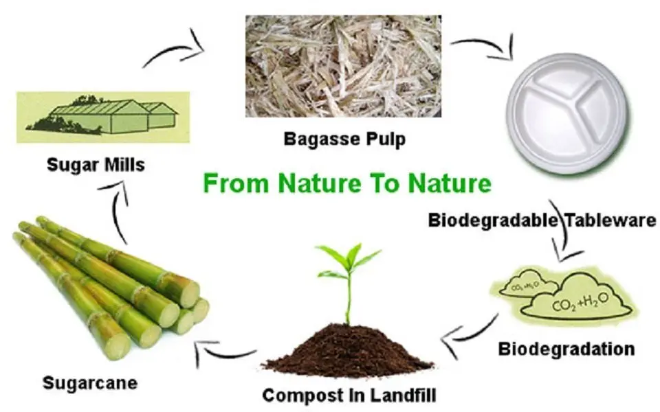 Bagasse-3.jpg